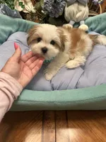 GUCCI, a male Morkie for sale in Winter Haven, FL – 9 of 10