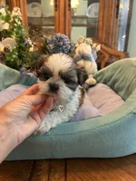 HARLEY, a male Shih Tzu for sale in Winter Haven, FL – 10 of 10