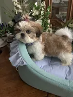 BAXTER, a male Shih Tzu for sale in Winter Haven, FL – 8 of 10