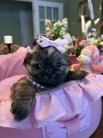 JASMINE, a female Shih Tzu for sale in Winter Haven, FL – 10 of 10