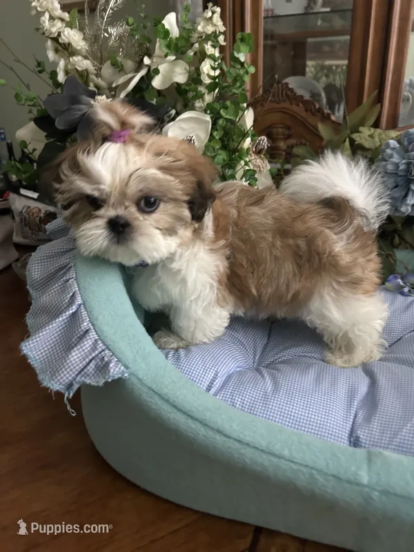 BAXTER – Shih Tzu puppy for sale in Winter Haven, FL
