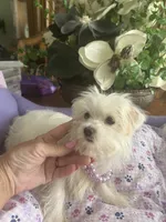 JASPER, a male Morkie for sale in Winter Haven, FL – 10 of 10