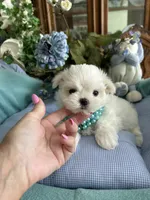 GABRIELLE, JR, a male Maltese for sale in Winter Haven, FL – 5 of 10