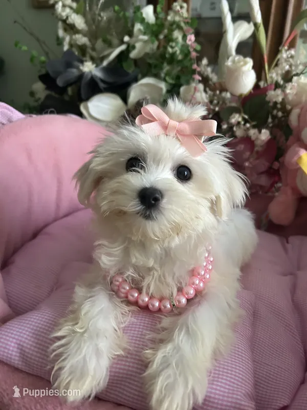 SOPHIE – Maltese puppy for sale in Winter Haven, FL