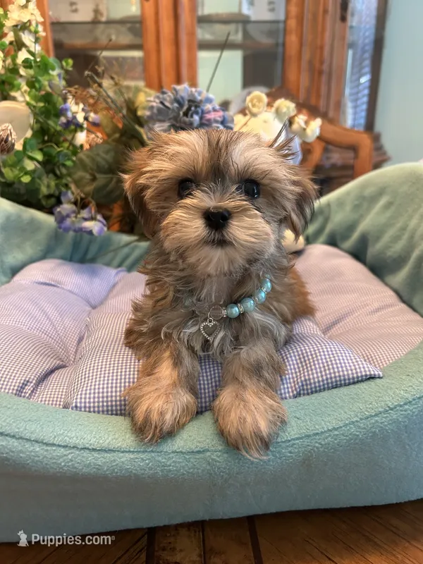 JASPER – Morkie puppy for sale in Winter Haven, FL