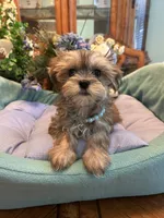 JASPER, a male Morkie for sale in Winter Haven, FL – 1 of 8