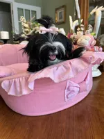 MIA, a female Morkie for sale in Winter Haven, FL – 10 of 10