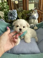 GABRIELLE, JR, a male Maltese for sale in Winter Haven, FL – 4 of 10