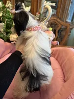 MOLLY, a female Morkie for sale in Winter Haven, FL – 2 of 10