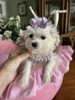 T - CUP JINNY, a female Morkie for sale in Winter Haven, FL – 3 of 10