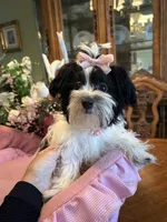 MOLLY, a female Morkie for sale in Winter Haven, FL – 4 of 10