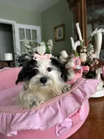 BELLA, a female Morkie for sale in Winter Haven, FL – 7 of 10