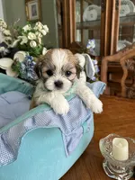 OLLIE, a male Mal Shi for sale in Winter Haven, FL – 4 of 10