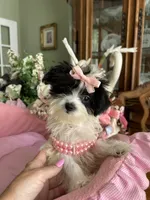 SASHA, a female Morkie for sale in Winter Haven, FL – 10 of 10