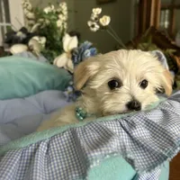 LEONARDO, a male Morkie for sale in Winter Haven, FL – Photo 4 of 10