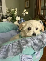 LEONARDO, a male Morkie for sale in Winter Haven, FL – Photo 4 of 10