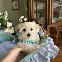 LEONARDO, a male Morkie for sale in Winter Haven, FL – Photo 5 of 10