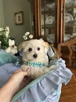 LEONARDO, a male Morkie for sale in Winter Haven, FL – Photo 5 of 10
