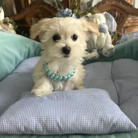 LEONARDO, a male Morkie for sale in Winter Haven, FL – Photo 9 of 10