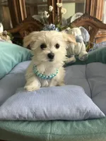 LEONARDO, a male Morkie for sale in Winter Haven, FL – Photo 9 of 10