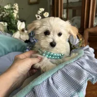 LEONARDO, a male Morkie for sale in Winter Haven, FL – Photo 2 of 10