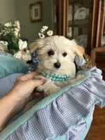 LEONARDO, a male Morkie for sale in Winter Haven, FL – Photo 2 of 10