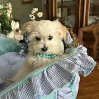 LEONARDO, a male Morkie for sale in Winter Haven, FL – Photo 6 of 10