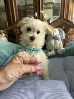 LEONARDO, a male Morkie for sale in Winter Haven, FL – Photo 7 of 10