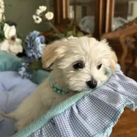 LEONARDO, a male Morkie for sale in Winter Haven, FL – Photo 1 of 10