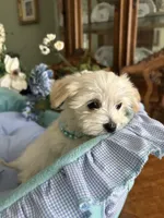 LEONARDO, a male Morkie for sale in Winter Haven, FL – Photo 1 of 10