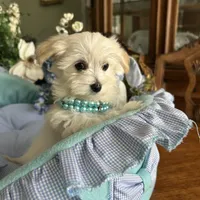 LEONARDO, a male Morkie for sale in Winter Haven, FL – Photo 3 of 10