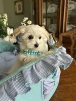 LEONARDO, a male Morkie for sale in Winter Haven, FL – Photo 3 of 10