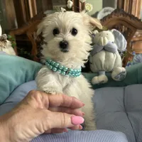 LEONARDO, a male Morkie for sale in Winter Haven, FL – Photo 8 of 10