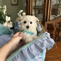 LEONARDO, a male Morkie for sale in Winter Haven, FL – Photo 10 of 10