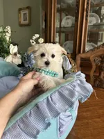 LEONARDO, a male Morkie for sale in Winter Haven, FL – Photo 10 of 10
