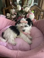 DAISY, a female Morkie for sale in Winter Haven, FL – 4 of 10