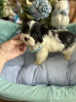 T-CUP OLLIE, a male Morkie for sale in Winter Haven, FL – Photo 4 of 10