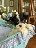 T-CUP OLLIE, a male Morkie for sale in Winter Haven, FL – Photo 5 of 10
