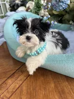 T-CUP OLLIE, a male Morkie for sale in Winter Haven, FL – Photo 6 of 10