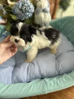 T-CUP OLLIE, a male Morkie for sale in Winter Haven, FL – Photo 1 of 10