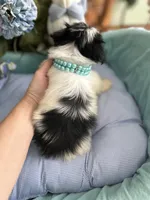 T-CUP OLLIE, a male Morkie for sale in Winter Haven, FL – Photo 3 of 10