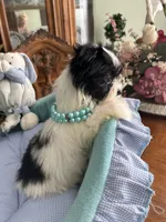 T-CUP OLLIE, a male Morkie for sale in Winter Haven, FL – Photo 10 of 10