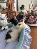 T-CUP OLLIE, a male Morkie for sale in Winter Haven, FL – Photo 7 of 10