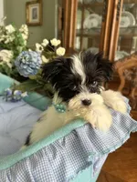 T-CUP OLLIE, a male Morkie for sale in Winter Haven, FL – Photo 8 of 10