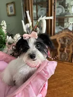BIANCA, a female Morkie for sale in Winter Haven, FL – 7 of 10
