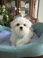GORGEOUS MAXWELL!, a male Maltese for sale in Winter Haven, FL – 4 of 10