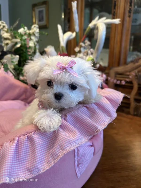 ANGELICA – Maltese puppy for sale in Winter Haven, FL