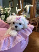 ANGELICA, a female Maltese for sale in Winter Haven, FL – 1 of 9
