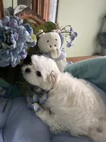 NICO, a male Maltese for sale in Winter Haven, FL – 6 of 10
