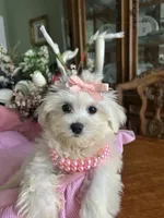 SOPHIE, a female Maltese for sale in Winter Haven, FL – 7 of 10